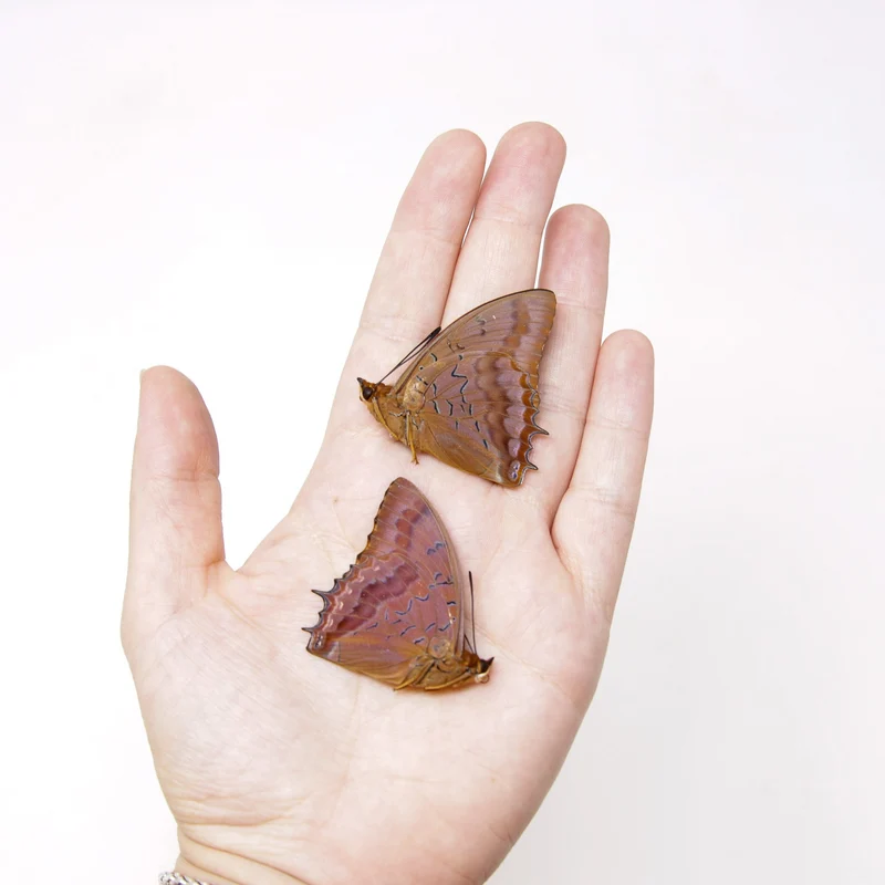 TWO (2) The Violet-Washed Charaxes (Charaxes iucretius intermedius) Dry-Preserved Specimens, Entomology Taxidermy Lepidoptera Butterflies