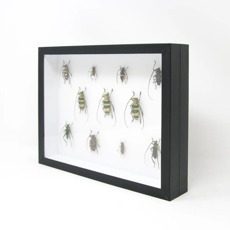 Very Fine Quality Pinned Insect Collection with Scientific Data | A1 Beetle Specimens in a Museum Entomology Box Frame | 12x9x2 inch (SKU33)