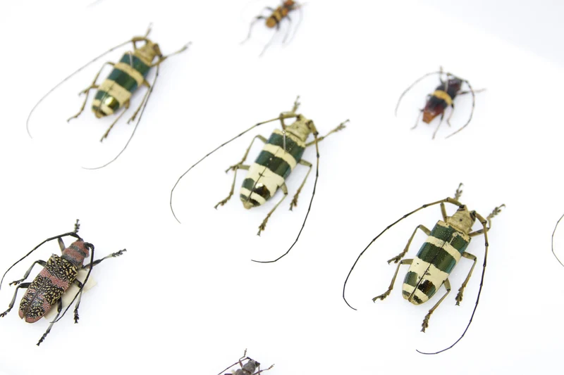 Very Fine Quality Pinned Insect Collection with Scientific Data | A1 Beetle Specimens in a Museum Entomology Box Frame | 12x9x2 inch (SKU33)