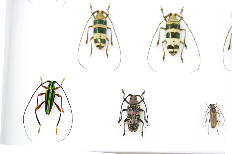 Very Fine Quality Pinned Insect Collection with Scientific Data | A1 Beetle Specimens in a Museum Entomology Box Frame | 12x9x2 inch (SKU33)