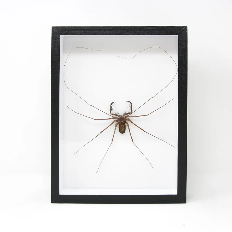 Very Fine Quality Pinned Insect Collection with Scientific Data | A1 Beetle Specimens in a Museum Entomology Box Frame | 12x9x2 inch (SKU19)