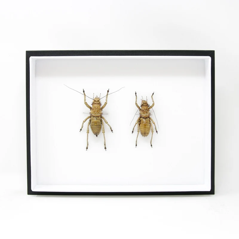 Very Fine Quality Pinned Insect Collection with Scientific Data | A1 Grasshopper Specimens in a Museum Entomology Box Frame | 12x9x2 inch