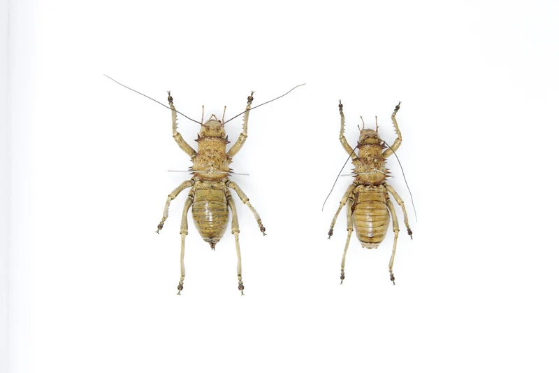 Very Fine Quality Pinned Insect Collection with Scientific Data | A1 Grasshopper Specimens in a Museum Entomology Box Frame | 12x9x2 inch
