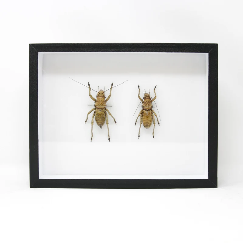 Very Fine Quality Pinned Insect Collection with Scientific Data | A1 Grasshopper Specimens in a Museum Entomology Box Frame | 12x9x2 inch