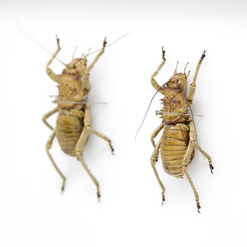 Very Fine Quality Pinned Insect Collection with Scientific Data | A1 Grasshopper Specimens in a Museum Entomology Box Frame | 12x9x2 inch