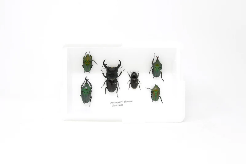 Real Entomology Beetles A2 'SECONDS' (#SE29)