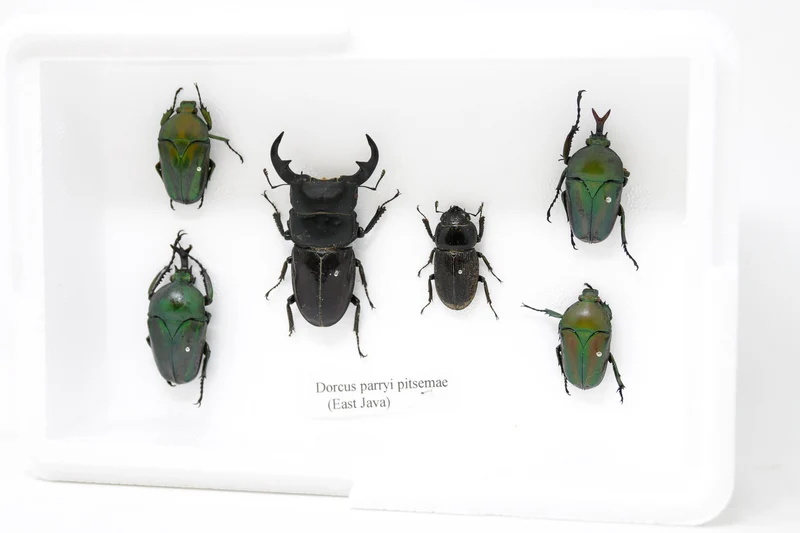 Real Entomology Beetles A2 'SECONDS' (#SE29)