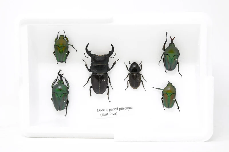Real Entomology Beetles A2 'SECONDS' (#SE29)