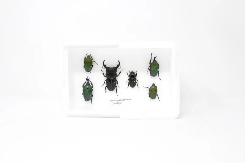Real Entomology Beetles A2 'SECONDS' (#SE29)