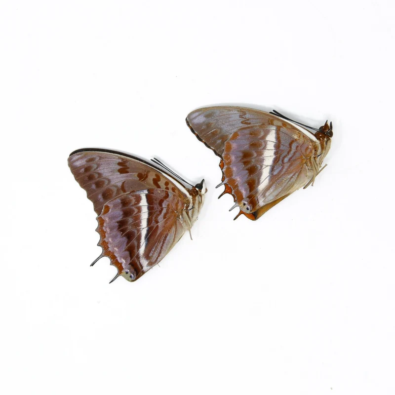 TWO (2) The Western-Red Charaxes (Charaxes cynthia) Dry-Preserved Specimens, Entomology Taxidermy Lepidoptera Butterflies