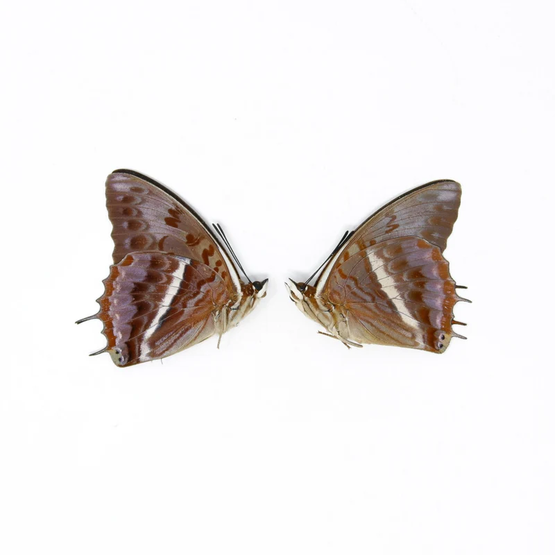 TWO (2) The Western-Red Charaxes (Charaxes cynthia) Dry-Preserved Specimens, Entomology Taxidermy Lepidoptera Butterflies