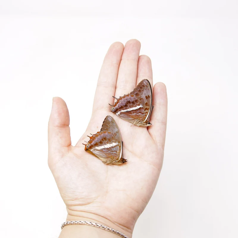 TWO (2) The Western-Red Charaxes (Charaxes cynthia) Dry-Preserved Specimens, Entomology Taxidermy Lepidoptera Butterflies