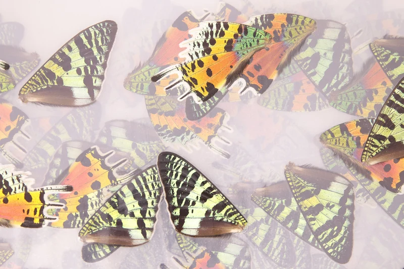 Chrysiridia rhipheus Sunset Moth Wings | Laminated Specimens | Glossy 150 Micron