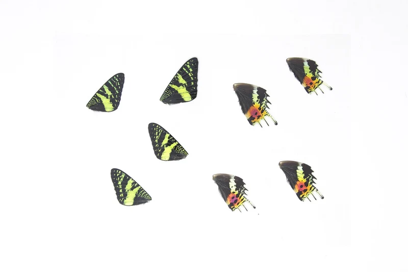 Chrysiridia rhipheus Sunset Moth Wings | Laminated Specimens | Glossy 150 Micron