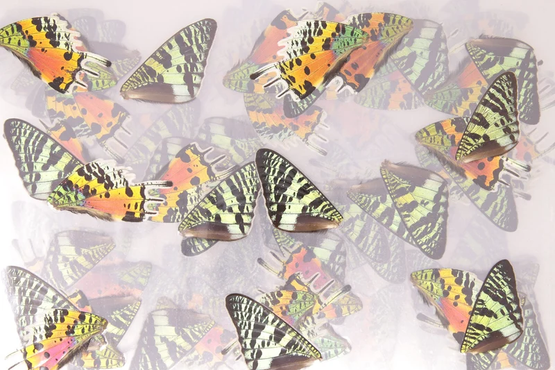 Chrysiridia rhipheus Sunset Moth Wings | Laminated Specimens | Glossy 150 Micron