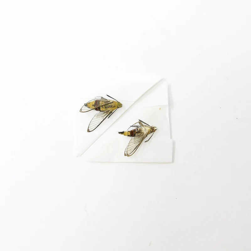 TWO (2) Coffee Bee Hawk Moths (Cephonodes hylas) Real Entomology Art Specimens A1