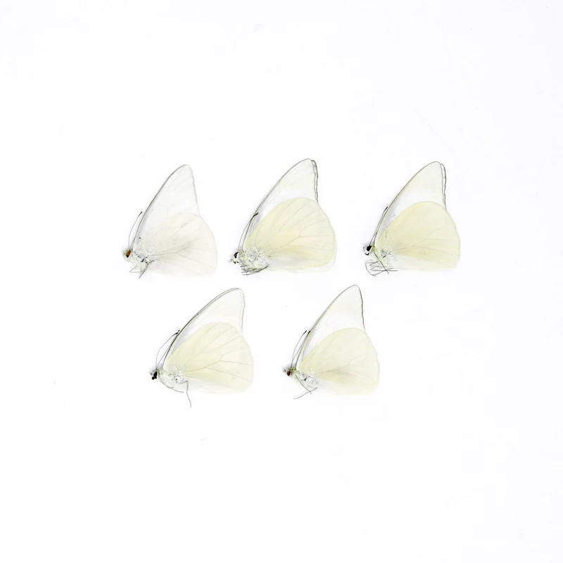 FIVE (5) Appias albina, A1 The White Albatross Butterfly, Dry-Preserved Specimens, Entomology Taxidermy Lepidoptera Butterflies