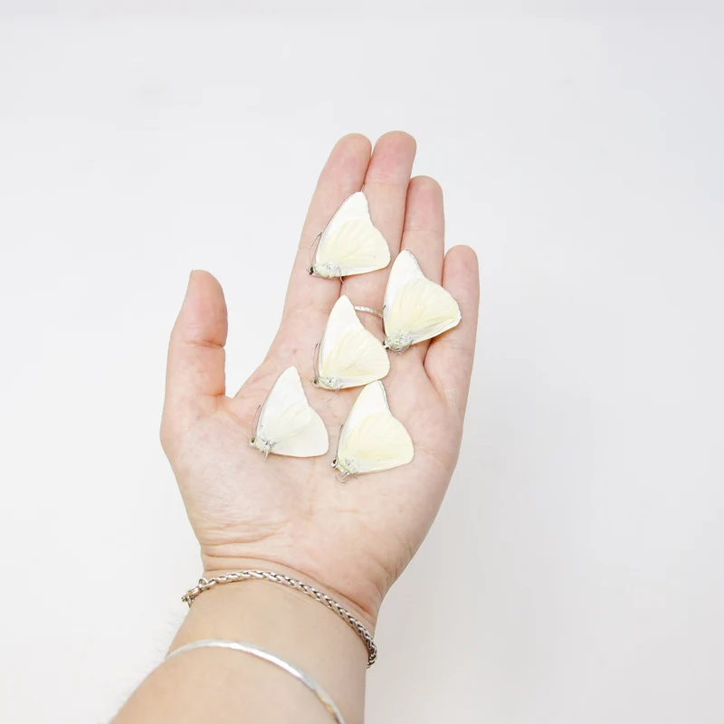 FIVE (5) Appias albina, A1 The White Albatross Butterfly, Dry-Preserved Specimens, Entomology Taxidermy Lepidoptera Butterflies