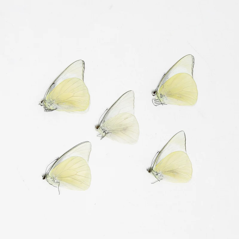 FIVE (5) Appias albina, A1 The White Albatross Butterfly, Dry-Preserved Specimens, Entomology Taxidermy Lepidoptera Butterflies