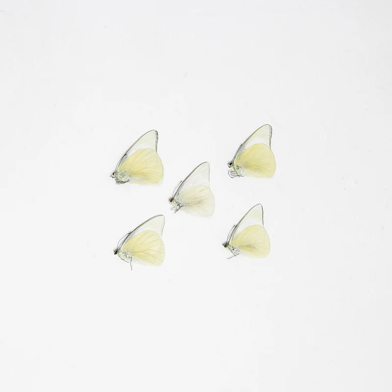FIVE (5) Appias albina, A1 The White Albatross Butterfly, Dry-Preserved Specimens, Entomology Taxidermy Lepidoptera Butterflies