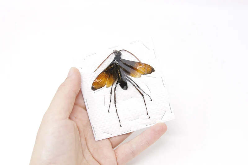 Giant Parasitic Wasp, Real Preserved Specimen, Entomology Taxidermy, Insect Art Supplies (SKU#HY03)