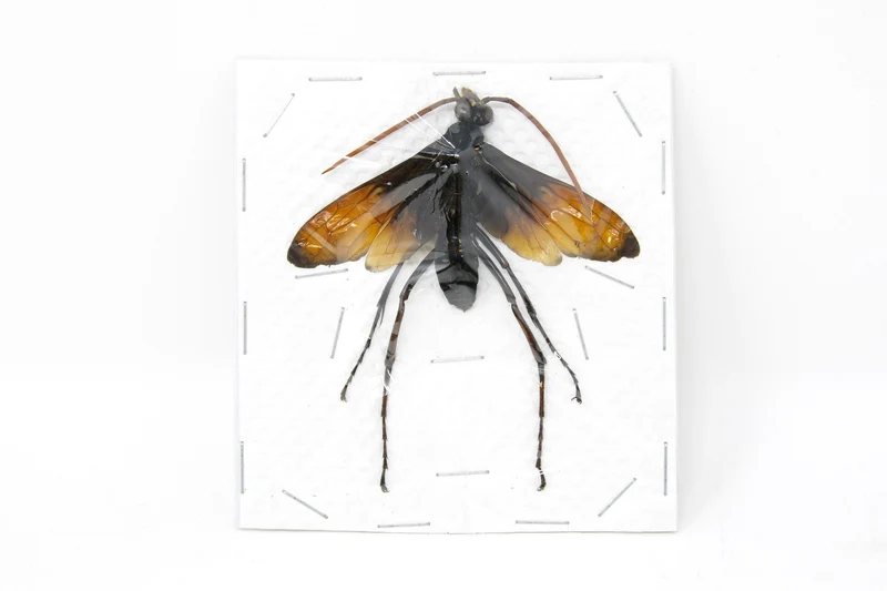 Giant Parasitic Wasp, Real Preserved Specimen, Entomology Taxidermy, Insect Art Supplies (SKU#HY03)