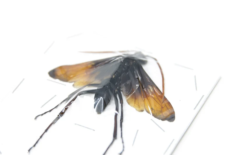 Giant Parasitic Wasp, Real Preserved Specimen, Entomology Taxidermy, Insect Art Supplies (SKU#HY03)