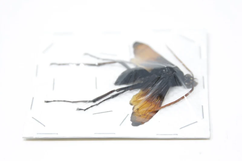 Giant Parasitic Wasp, Real Preserved Specimen, Entomology Taxidermy, Insect Art Supplies (SKU#HY03)