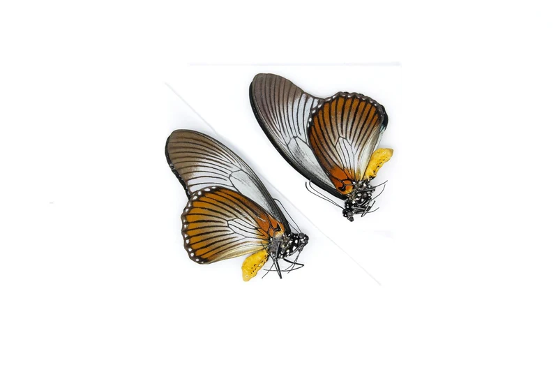 2 x The Giant Blue Swallowtail, Papilio zalmoxis A1/A1-, Unmounted Papered Butterflies Real Entomology Specimens