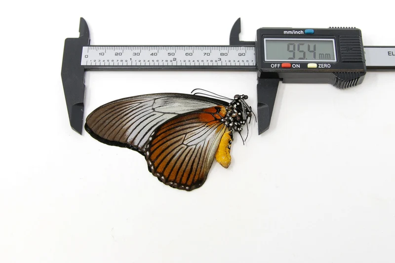 2 x The Giant Blue Swallowtail, Papilio zalmoxis A1/A1-, Unmounted Papered Butterflies Real Entomology Specimens