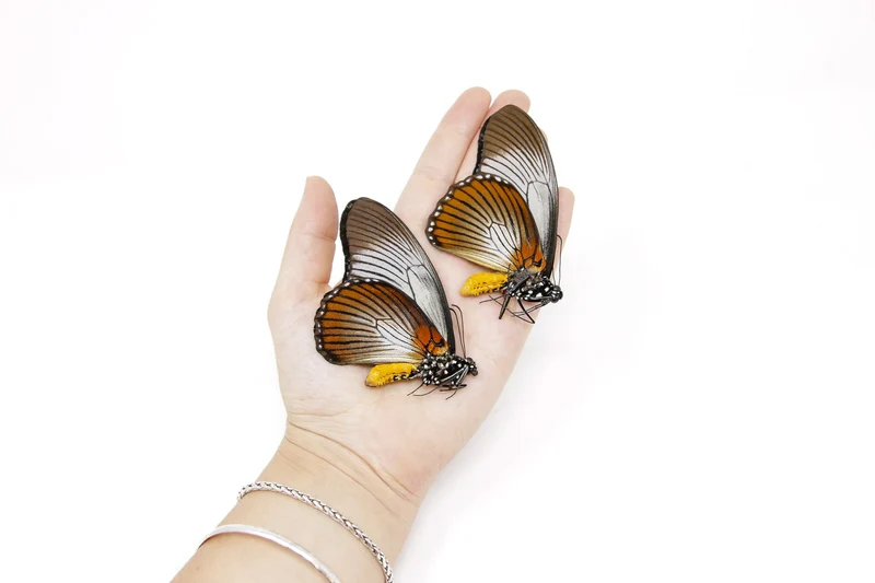 2 x The Giant Blue Swallowtail, Papilio zalmoxis A1/A1-, Unmounted Papered Butterflies Real Entomology Specimens