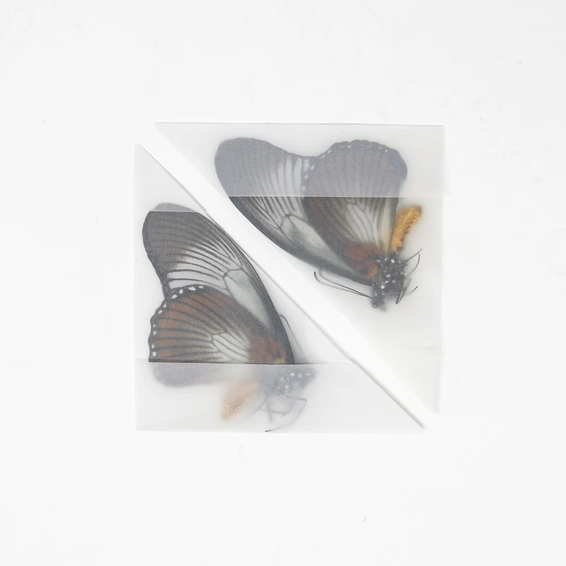 2 x The Giant Blue Swallowtail, Papilio zalmoxis A1/A1-, Unmounted Papered Butterflies Real Entomology Specimens