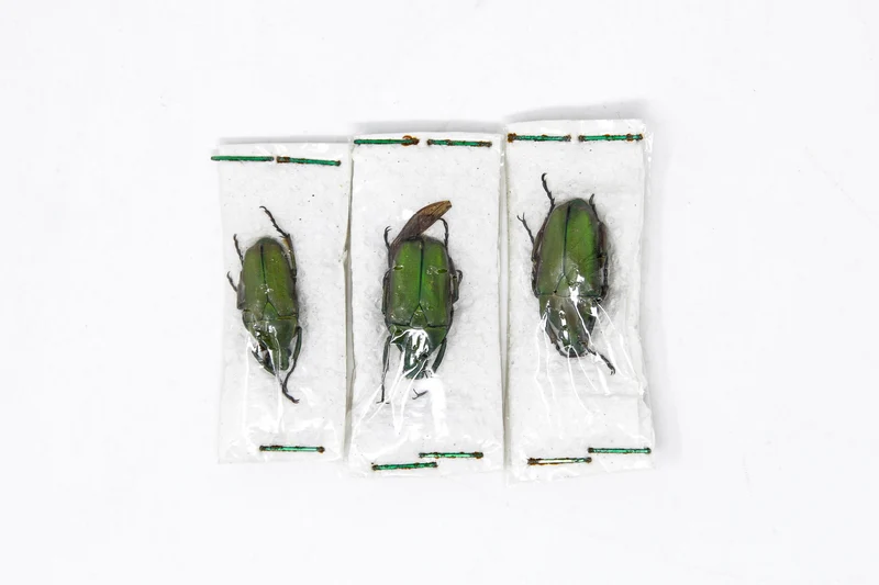 Three (3) Pseudorhomborrhina fuscipes, Unmounted Beetle Specimens with Scientific Collection Data, A1 Quality