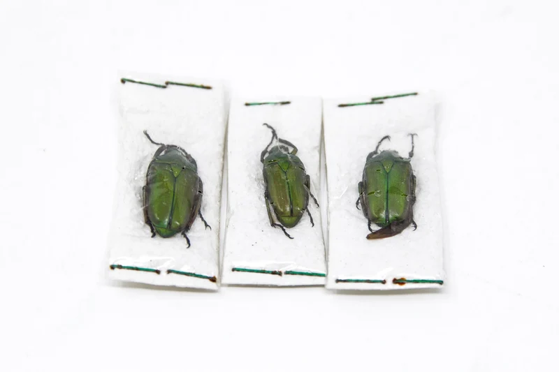Three (3) Pseudorhomborrhina fuscipes, Unmounted Beetle Specimens with Scientific Collection Data, A1 Quality