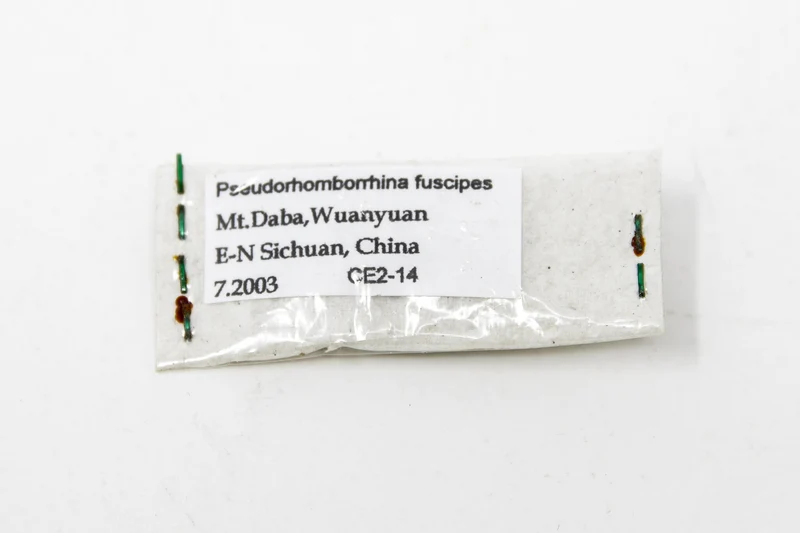 Three (3) Pseudorhomborrhina fuscipes, Unmounted Beetle Specimens with Scientific Collection Data, A1 Quality