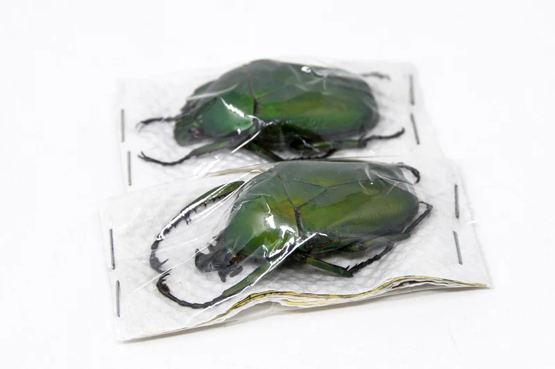 Two (2) Dicranorrhina mican mican, Unmounted Beetle Specimens with Scientific Collection Data, A1 Quality