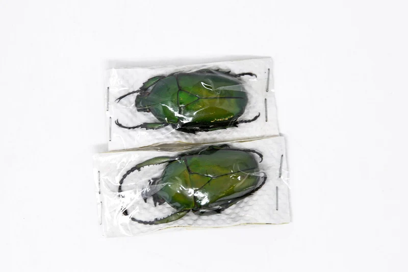 Two (2) Dicranorrhina mican mican, Unmounted Beetle Specimens with Scientific Collection Data, A1 Quality