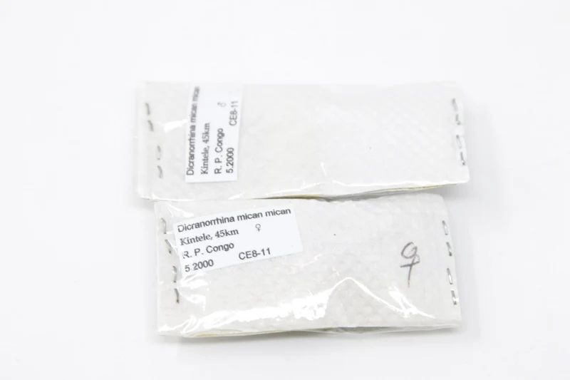Two (2) Dicranorrhina mican mican, Unmounted Beetle Specimens with Scientific Collection Data, A1 Quality