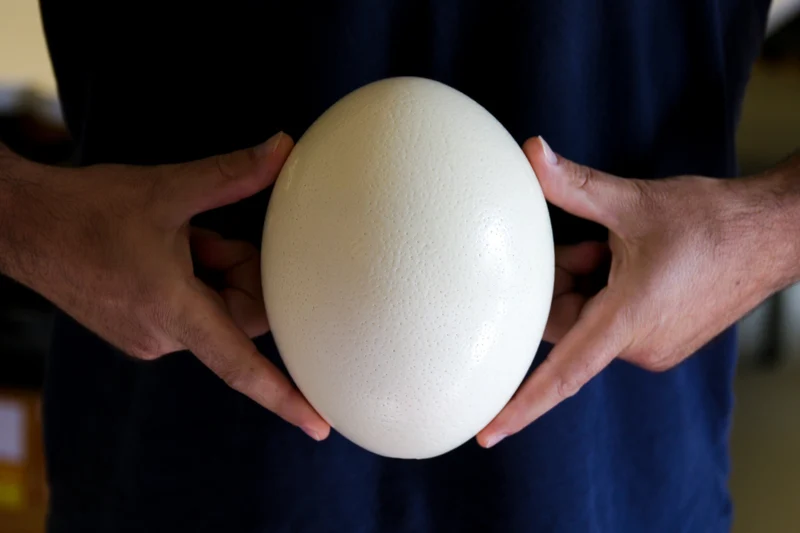 Top Grade South African Ostrich Egg | XL Blown Empty Shell | Natural History & Art
