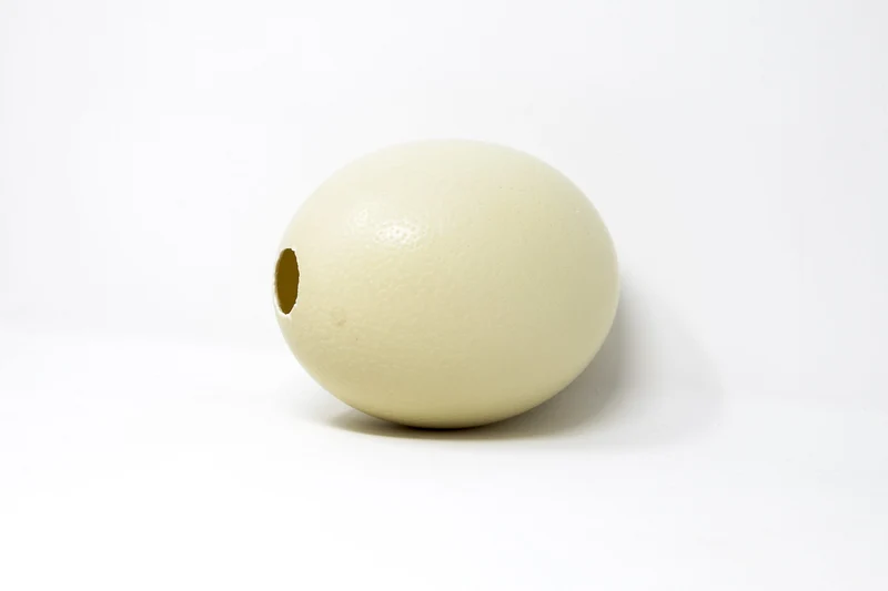Top Grade South African Ostrich Egg | XL Blown Empty Shell | Natural History & Art