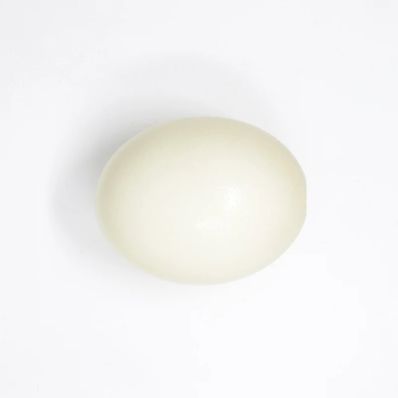 Top Grade South African Ostrich Egg | XL Blown Empty Shell | Natural History & Art