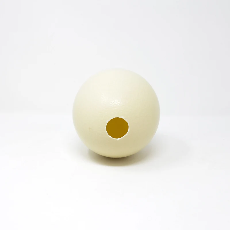 Top Grade South African Ostrich Egg | XL Blown Empty Shell | Natural History & Art
