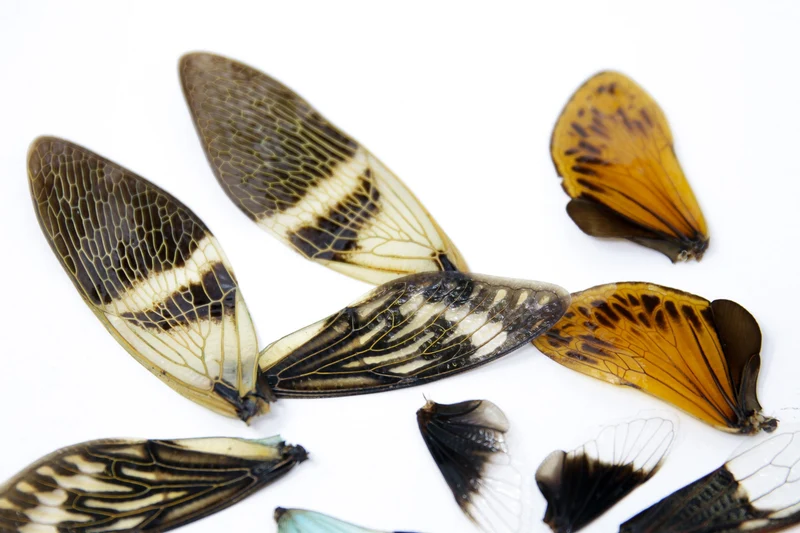 Loose Cicada Wings – Pack of 16 | Assorted Colourful Specimens