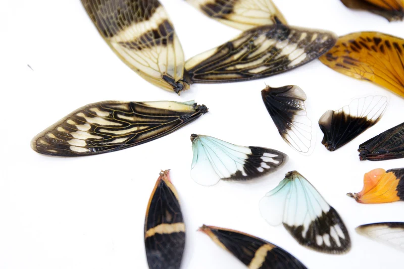 Loose Cicada Wings – Pack of 16 | Assorted Colourful Specimens