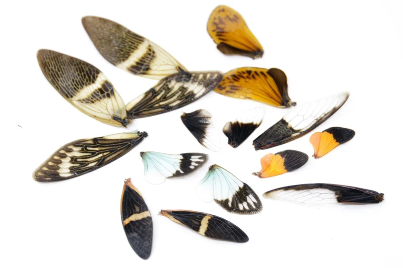 Loose Cicada Wings – Pack of 16 | Assorted Colourful Specimens