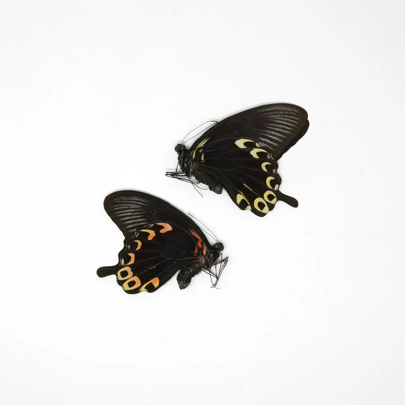 2 x The Scarlet Mormon | Papilio deiphobus A1 | Unmounted Papered Butterfly Entomology Specimens