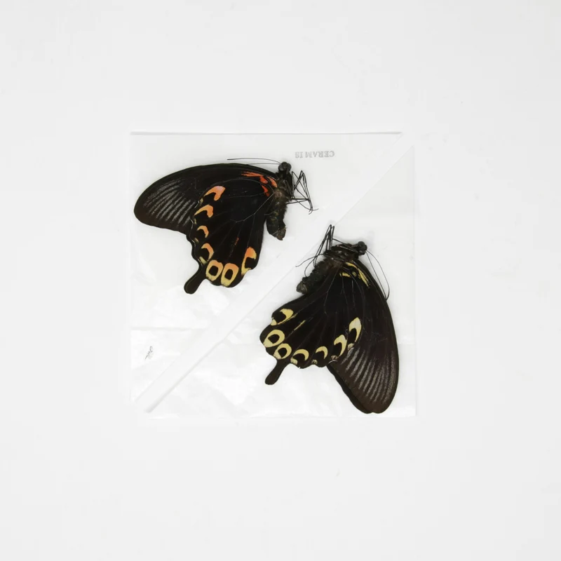 2 x The Scarlet Mormon | Papilio deiphobus A1 | Unmounted Papered Butterfly Entomology Specimens