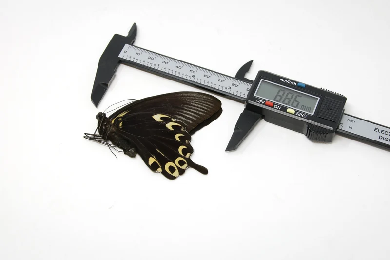 2 x The Scarlet Mormon | Papilio deiphobus A1 | Unmounted Papered Butterfly Entomology Specimens