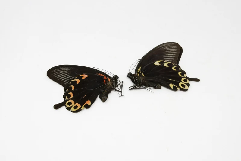 2 x The Scarlet Mormon | Papilio deiphobus A1 | Unmounted Papered Butterfly Entomology Specimens