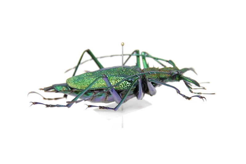 Psalidognathus friendii FEMALE Colombia, A1 Entomology Set Pinned Real Beetle Specimen